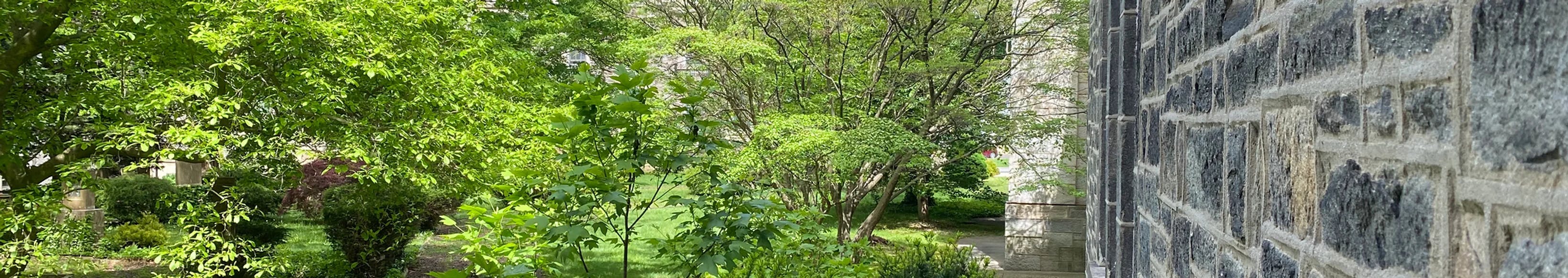 image of trees